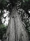 A black and white image of a large cedar looking up from the ground