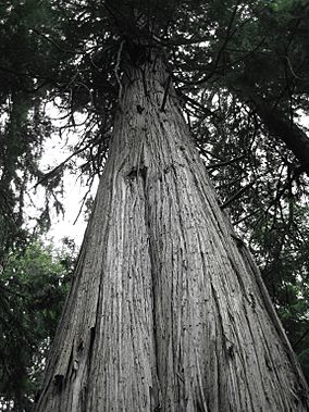 Giant cedar in South Whidbey State Park.JPG