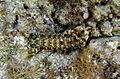 Gonodactylus platysoma
