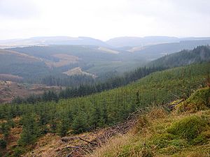 Hafren Forest - geograph.org.uk - 1125884