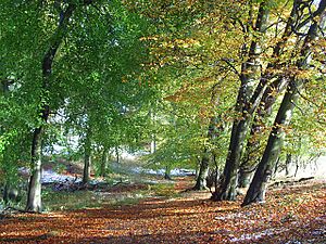 Hailey Wood, Stokenchurch - geograph.org.uk - 1034232