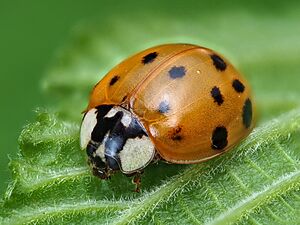 Harmonia axyridis (50764146481)
