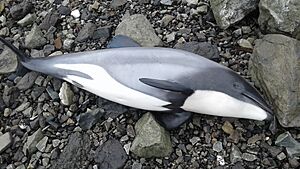 Hector's Dolphin, Aramoana 9082, New Zealand imported from iNaturalist photo 11387453