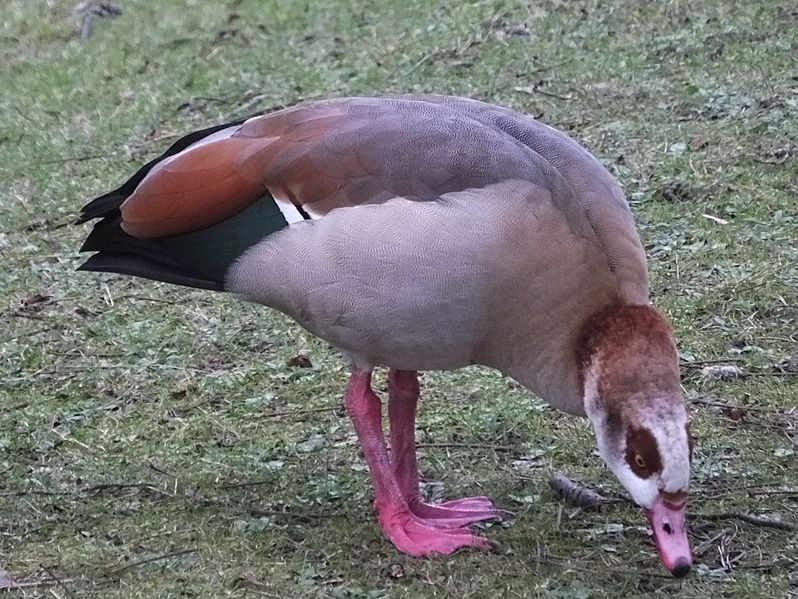 Highfields Egyptian Goose 9861 c
