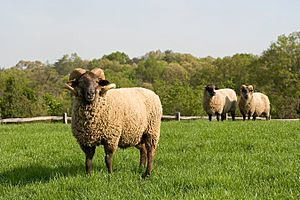 A ram with a thick tan coat of hair and large white horns that curl back on themselves forming a loop, in a large grassy field. Two more sheep are in the background.