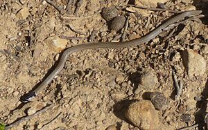 Hooded Snake(Macroprotodon cucullatus).jpg