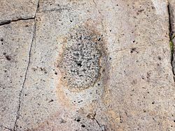 Huerfano Butte Arizona Bedrock Metate