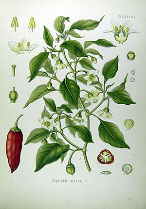 Illustration Capsicum annuum0