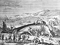 Im Februar 1598 an der holländischen Küste gestrandeter Walfisch