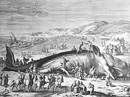 Im Februar 1598 an der holländischen Küste gestrandeter Walfisch