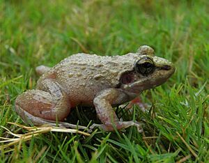 Indirana leithii from Matheran, India.jpg