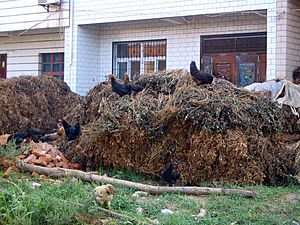 Jiangxia-peanuts-harvested-9700