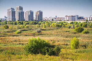 Lacul Vacaresti - Delta Vacaresti - Vara