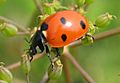 Lady-beetle-close-up