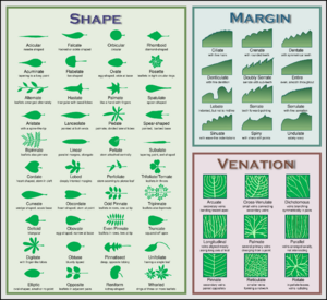 Leaf morphology no title