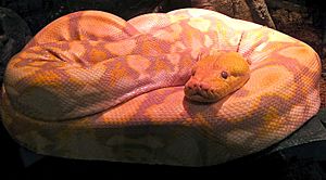 Lemondrop, an albino reticulated python