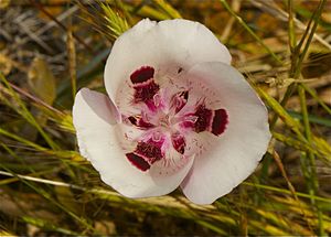 Mariposa Lily (Calochortus argillosus).jpg