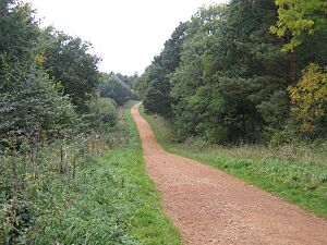 Maulden Wood, Beds - geograph.org.uk - 64554