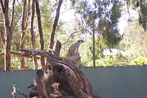 Meerkat wpz 2008
