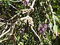 Melaleuca laxiflora (fruits)