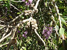 Melaleuca laxiflora (fruits)