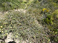 Melaleuca spectabilis (habit)