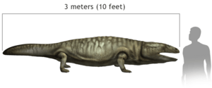 Metoposaurus size comparison with human