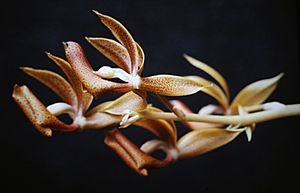 Mormodes buccinator - infl 4.jpg