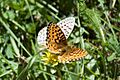 Mormon fritillary Speyeria mormonia (4960663671)