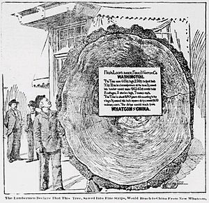 Morning Times 1897 Douglas fir