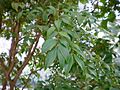 Myrciaria cauliflora leaves