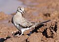 Namaqua dove, Oena capensis, at Mapungubwe National Park, Limpopo, South Africa (17902914729)