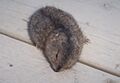 North American Brown Lemming