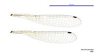 Nososticta liveringa male wings (34787428856)