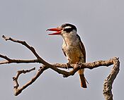 Nystalus chacuru -Extrema, Minas Gerais, Brazil-8.jpg