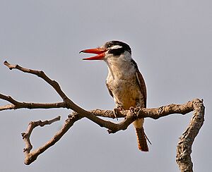 Nystalus chacuru -Extrema, Minas Gerais, Brazil-8.jpg