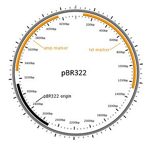 PBR322