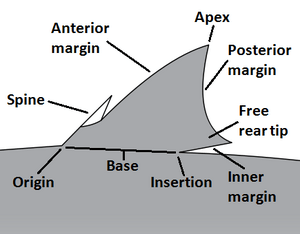 Parts of a shark fin