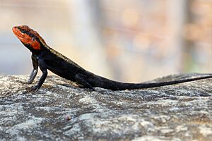 Peninsular Rock agama -psammophilus dorsalis from Nilambur IMG 8942.jpg