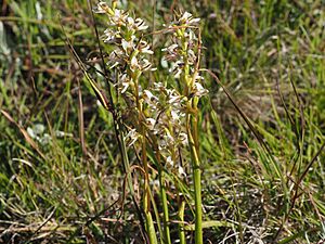 Prasophyllum dossenum habit