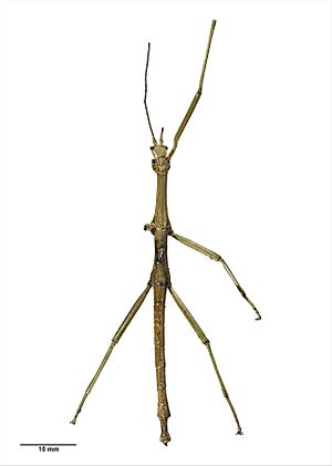 Pseudoclitarchus sentus (Salmon, 1948) Male specimen.jpg