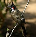 Red-whiskered Bulbul-web