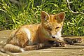 Red Fox - Vulpes vulpes (juvenile) - 6979216600