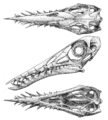 Rhamphorhynchus skull