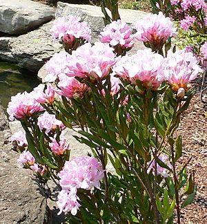 Rhododendron chapmanii.jpg