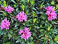 Rhododendron ferrugineux-Rose des Alpes (Rhododendron ferrugineum) en Vanoise
