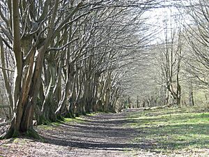 Row of Hornbeams, Justice Hill, Northaw Great Wood - geograph.org.uk - 371191
