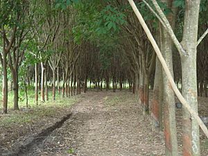 Rubber tree plantation Thailand タイのゴム園 DSC05246