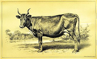 Russian native cow