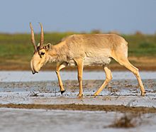 Saiga antelope at the Stepnoi Sanctuary